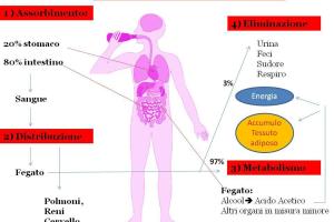 Alcool metabolismo metabolismo dell'alcool