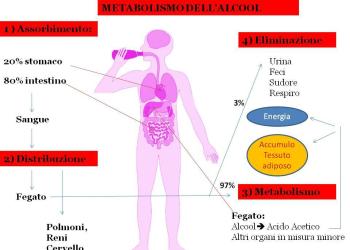 metabolismo dell'alcool